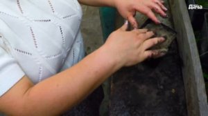 Черенкование тиса ягодного