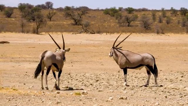 4K African Animals: Serengeti National Park, Tanzania - Scenic Wildlife Film With African Music смотреть онлайн