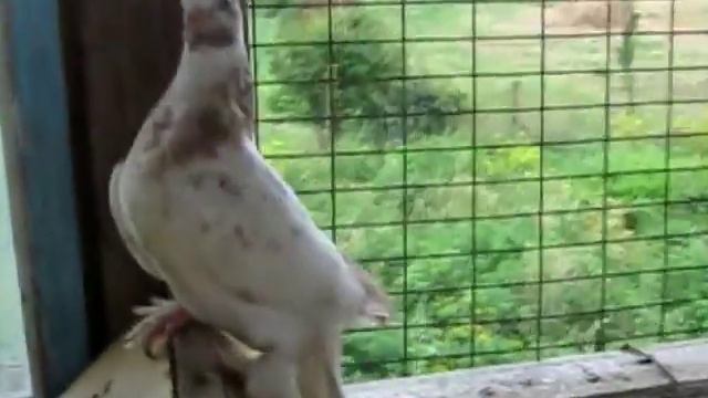 андижанцы для дениса смотреть онлайн