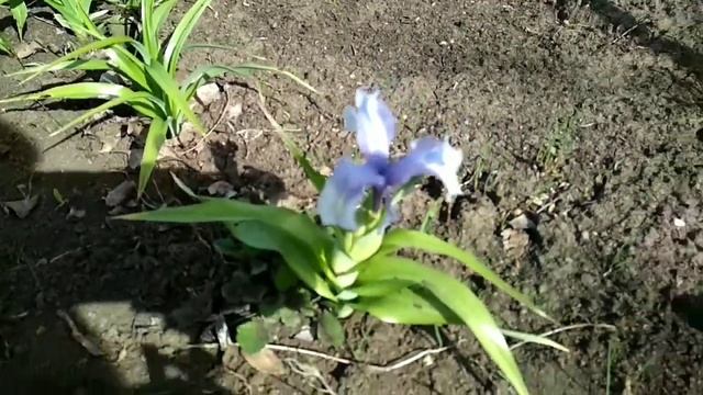 Сон-трава или прострел большой. Юнона великолепная. Весенние цветы. смотреть онлайн