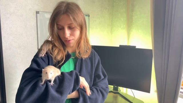Подселение крыс ? | Как подружить новую крысу и старую ? смотреть онлайн