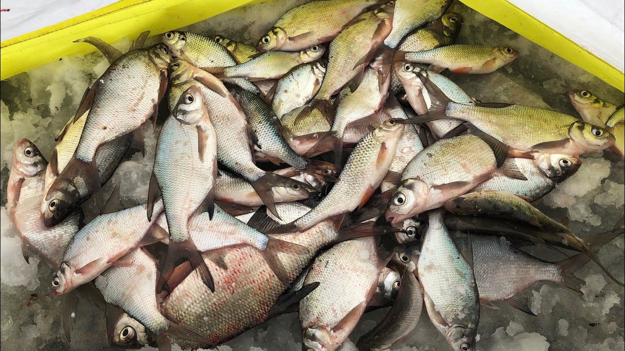 Рыбалка в конце Декабря в палатке /Глухозимье и ЛЕЩ смотреть онлайн