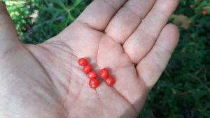 Толокнянка, медвежьи ушки - не съедобная ягода