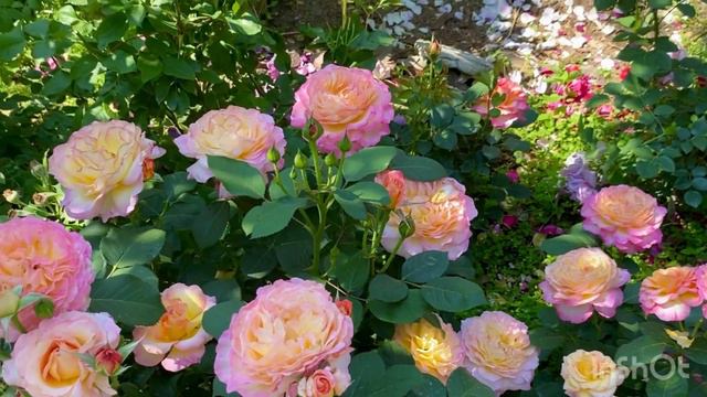 Троянда🌹 «Горджес»🌹🌺2023 смотреть онлайн