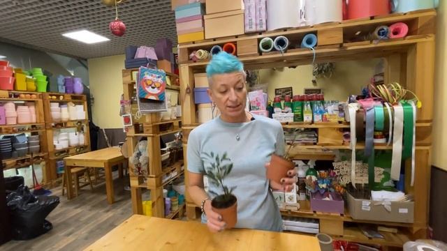 Дизиготека - импозантное комнатное растение | Как ухаживать за дизиготекой смотреть онлайн