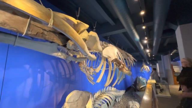 Национальный музей естественной истории в Стокгольме. Mall of Scandinavia- огромный торговый центр смотреть онлайн