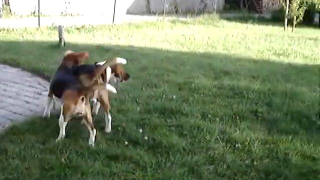 Beagles games! смотреть онлайн
