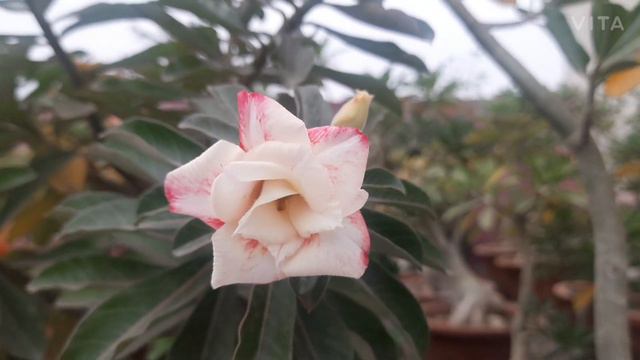 ADENIUM PLANTS / GARDEN VIEW 13 DECEMBER 2020 смотреть онлайн