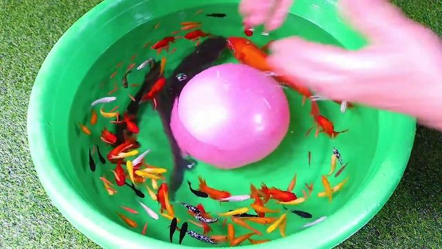 All out from ballon - big python crocodile goldfish snakehead guppy ping pong barb animals video смотреть онлайн