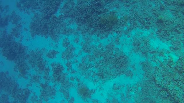 Осьминог.Красное море. смотреть онлайн