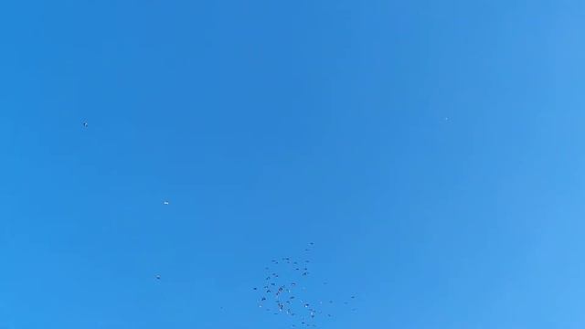 09.06.2022 Белозобые посадка смотреть онлайн