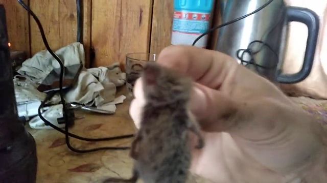 мышь полевая прикидывается мёртвой. смотреть онлайн