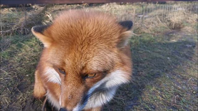 Сезон лисьих свадеб объявляется открытым 🦊💘🦊 смотреть онлайн