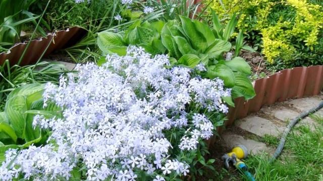 Весенние флоксы смотреть онлайн