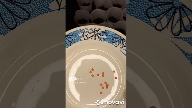 ОБЗОР СЕМЯН СЛАДКОГО ПЕРЦА ЖЕЛТЫЙ КАКАДУ ОТ ГАВРИШ. ОГОРОД НА КУБАНИ. shorts# смотреть онлайн