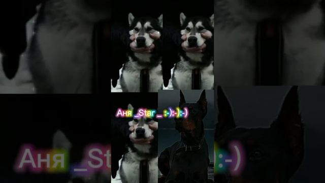 Эдит ( немецкая овчарка , самоед , хаски и доберман.)