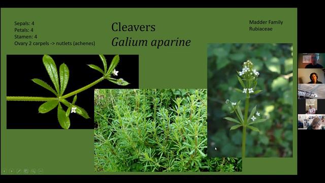 Tom Talks - Spirits of the Spring: Woodland Wildflowers смотреть онлайн