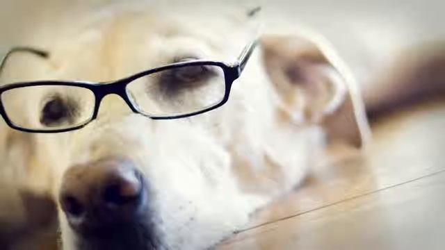 ТОП-10 САМЫХ КРАСИВЫХ ПОРОД СОБАК В МИРЕ смотреть онлайн