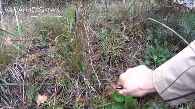 Mushroom hunting in the woods, September 2016, Грибная охота в лесу, белые грибы. смотреть онлайн