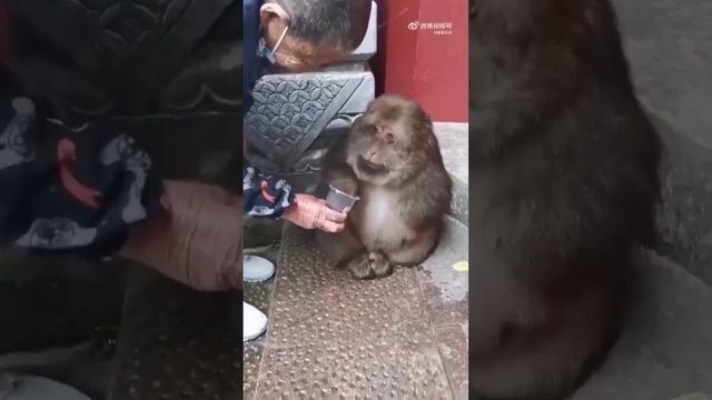 Пухляк смотреть онлайн