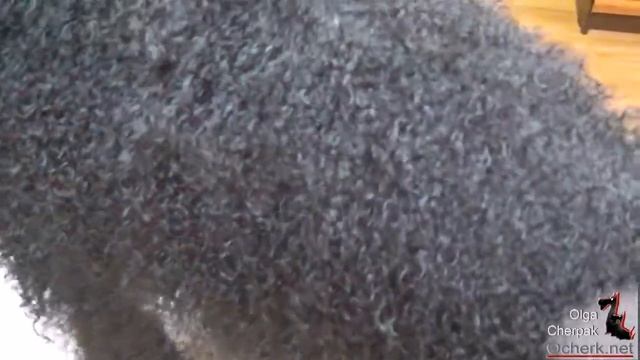 еще раз о шерсти пуделя (влажная шерсть перед отфениванием) смотреть онлайн