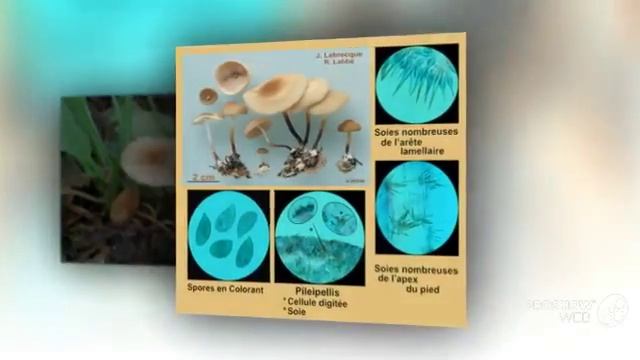 Marasmius cohaerens - fungi kingdom смотреть онлайн