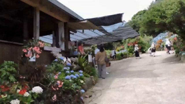 Yohena Hydrangea Garden Okinawa 2017 смотреть онлайн