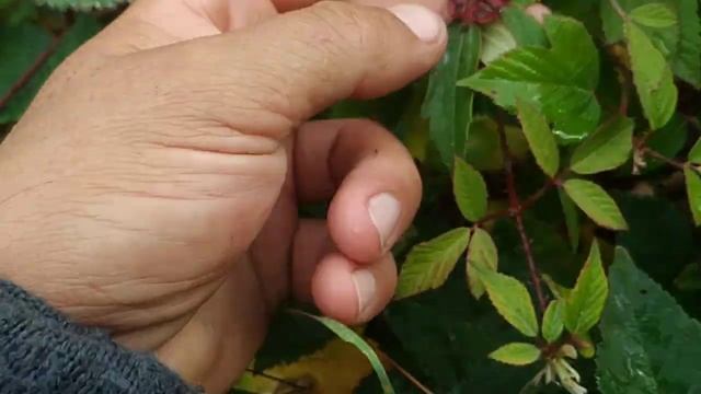 Mutated Blackberry Shrub In Marburg (Rubus Fruticosus Agg)