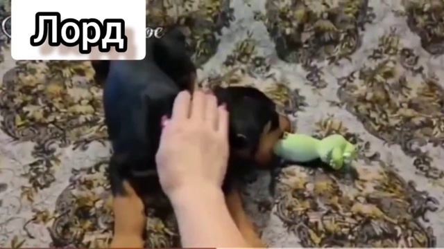 Доберман и игрушка. смотреть онлайн