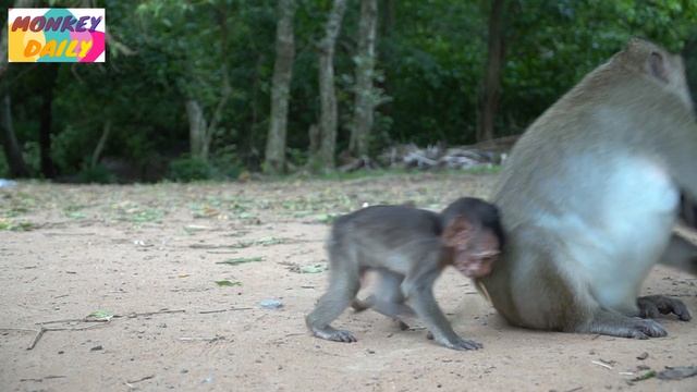 Poor baby cry why mom slap baby's eye like this | Pity baby try to refresh eyes | Monkey Daily 4432 смотреть онлайн