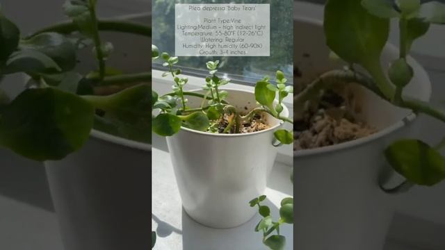 Pilea depressa ‘Baby Tears’#urbanlush#youtubeshorts смотреть онлайн