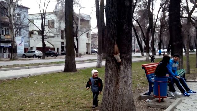 Мальчик гоняется за белкой смотреть онлайн