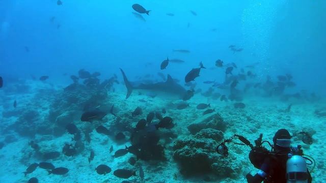 Дайвинг с тигровыми акулами. Мальдивы. Фувамула. Февраль 2020 г. смотреть онлайн