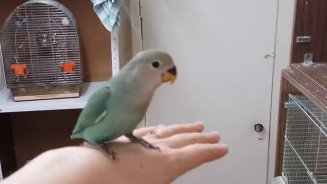 Ручные карапузы.Для Натальи и Анны. смотреть онлайн