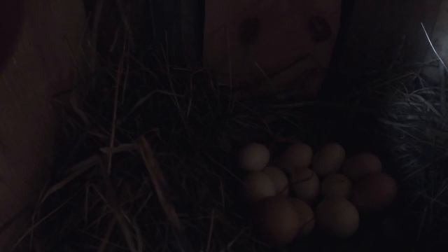 ЧУДО ПОПОЛНЕНИЕ В НАШЕМ ХОЗЯЙСТВЕ! ЦЫПЛЯТА ДЕЛАЮТ СВОИ ПЕРВЫЕ ШАГИ! смотреть онлайн