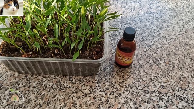 Первая Подкормка Рассады Перца Йодом После Всходов смотреть онлайн