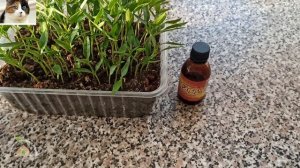 Первая Подкормка Рассады Перца Йодом После Всходов