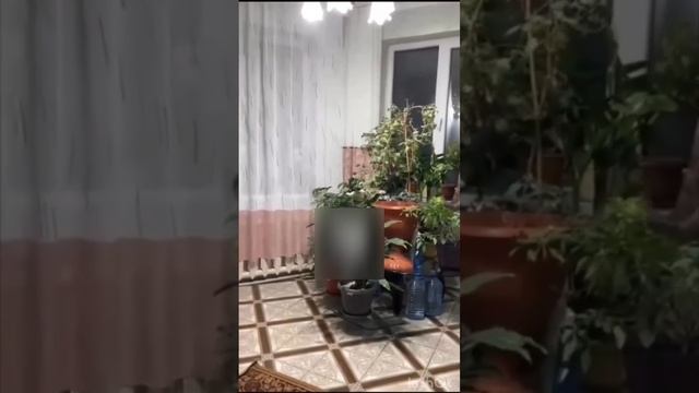 землетрясение в Казахстане 9 Баллов Магнитуды ??? смотреть онлайн