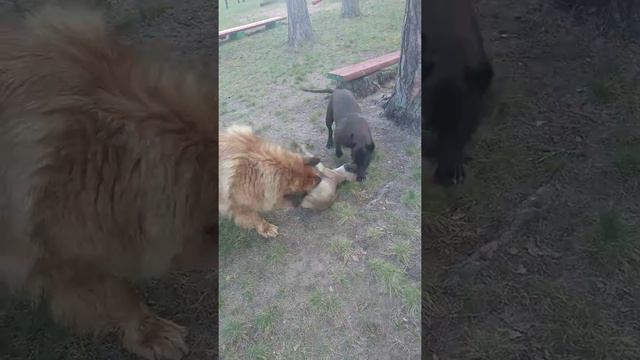 Pitbull puppy vs American Stafford vs mix Caucasian- German Shepherd mix play fight смотреть онлайн