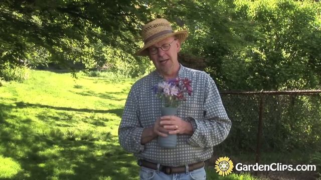 Columbine - Aquilegia species - How to grow Columbine flowers смотреть онлайн