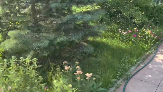 Жара Июнь в Подмосковье #мир #кавказскаяовчарка #кузьма смотреть онлайн