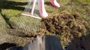 ☆...Мох  в газоне---как избавиться☆реанимирую свой газон☆