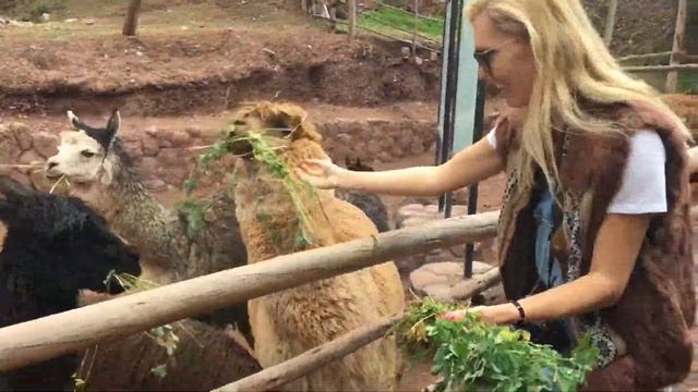 Перу! Альпаки, Мачу-Пикчу... смотреть онлайн