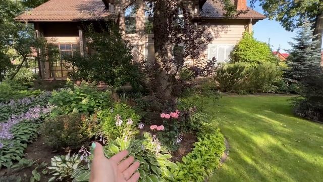 Редкие растения в саду / Дизайн сада в английском стиле / Июль 2023 смотреть онлайн