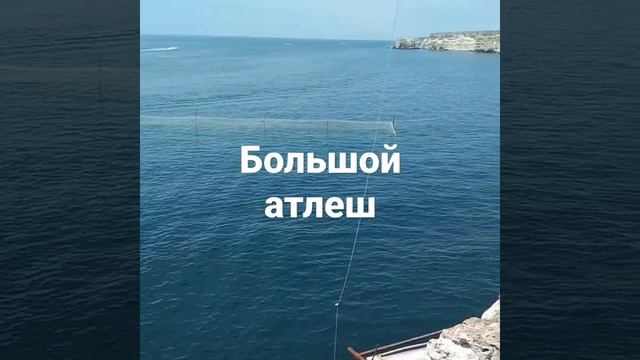 Способ ловли кефали в крыму смотреть онлайн