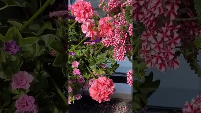 Kolibrievlinder Bezoekt Verbena Candy Cane