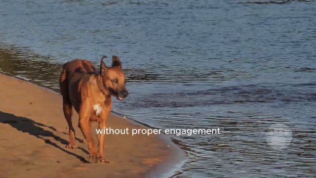 Watch This Before Dealing with Weimaraner Temperament! смотреть онлайн