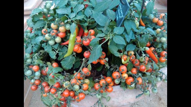 Chelsea Flower Show - Chelsea, London