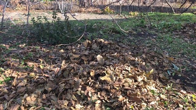 МОЙ ДЕНЬ В СЕЛЕ /УБИРАЮ ТОКСИЧНУЮ ЛИСТВУ ГРЕЦКОГО ОРЕХА/ смотреть онлайн