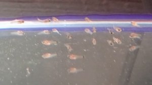 Меченосец вильчатый беременная самка Мальки меченосцев Разведение меченосцев